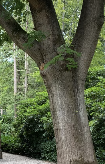 Als De Boom Kon Spreken